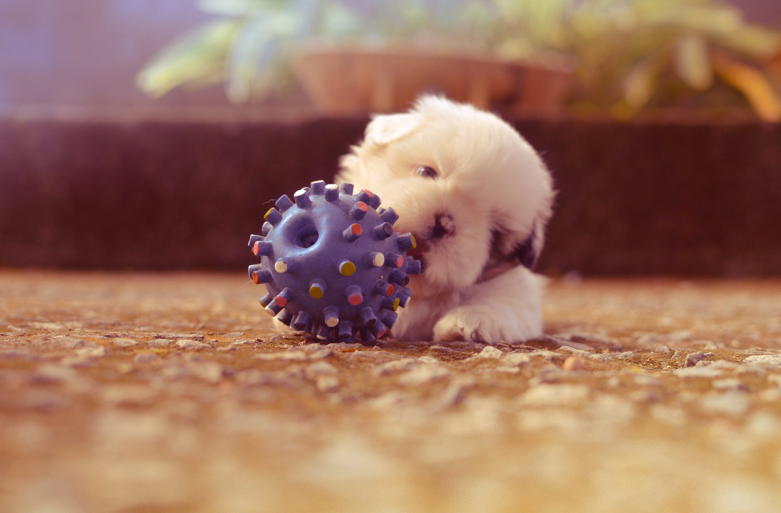 Why do Dog Toys Have Holes?