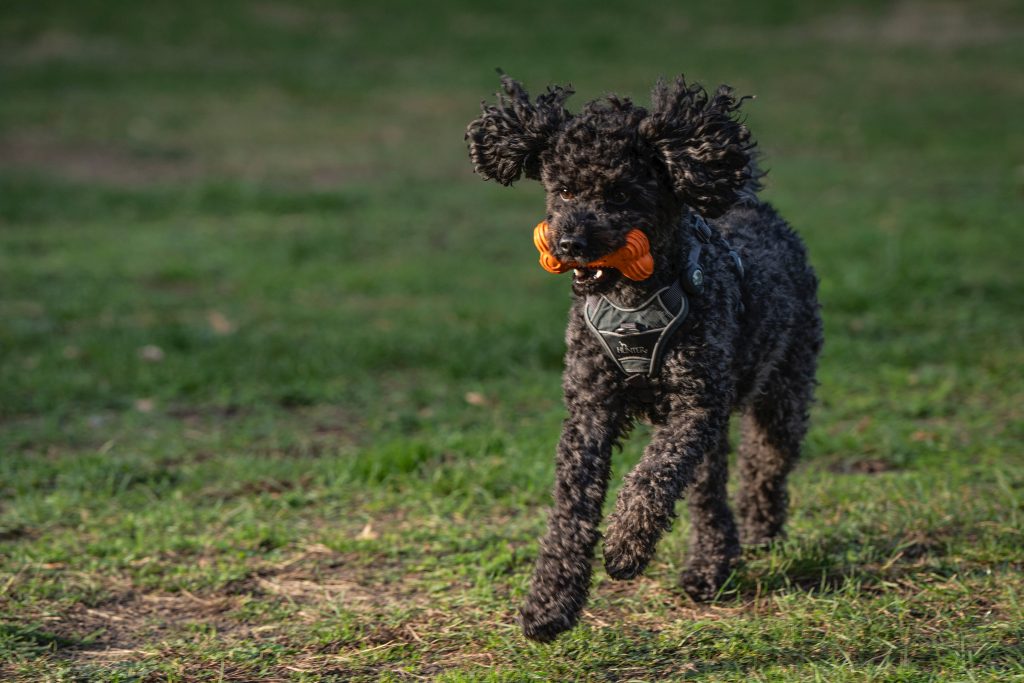 Can Dogs Play with Human Toys?