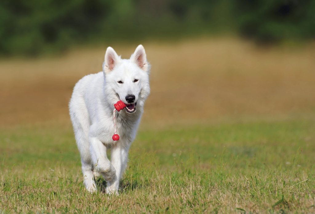 Can a Puppy Destroy a Kong?