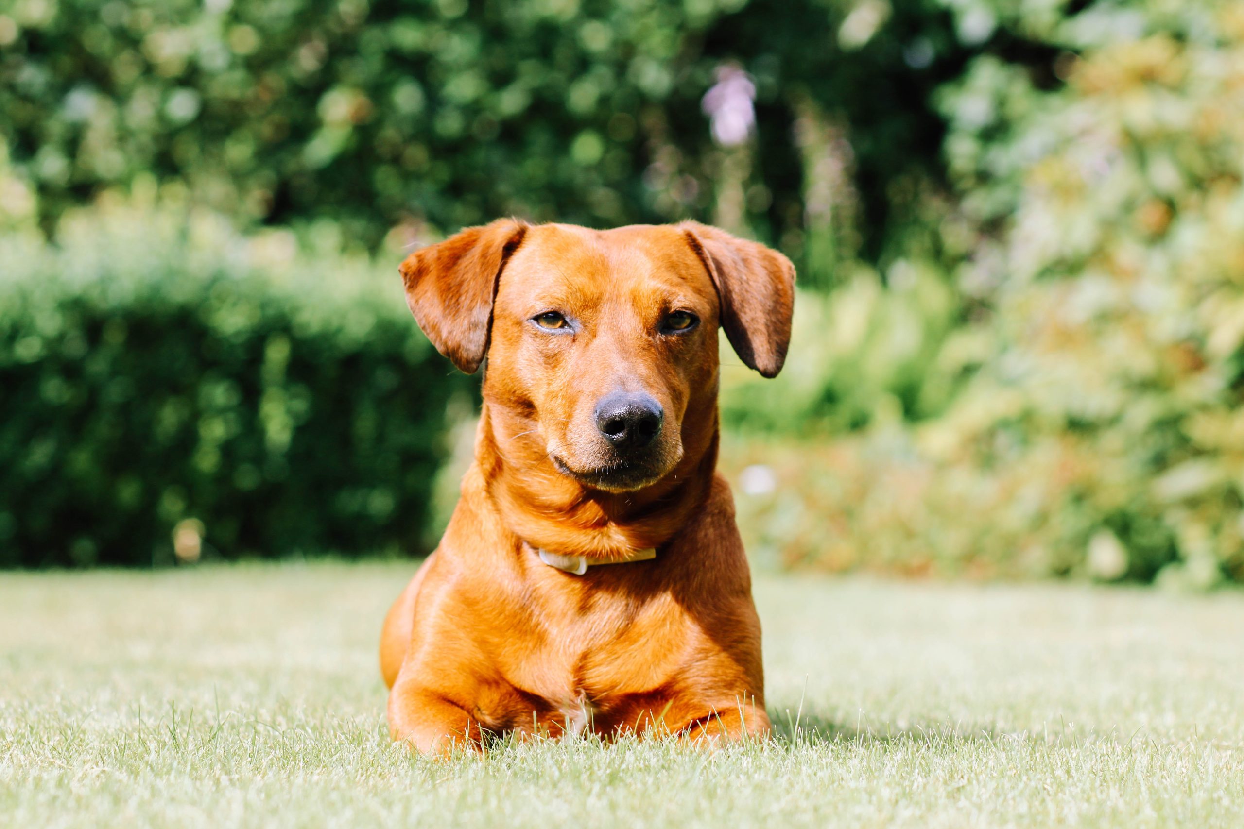 Can Dogs Experience False Pregnancy?