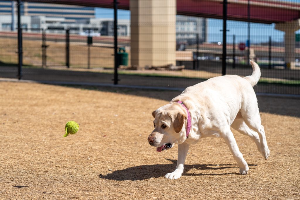 Can Dogs Have Plastic Balls? Unraveling the Playtime Puzzle